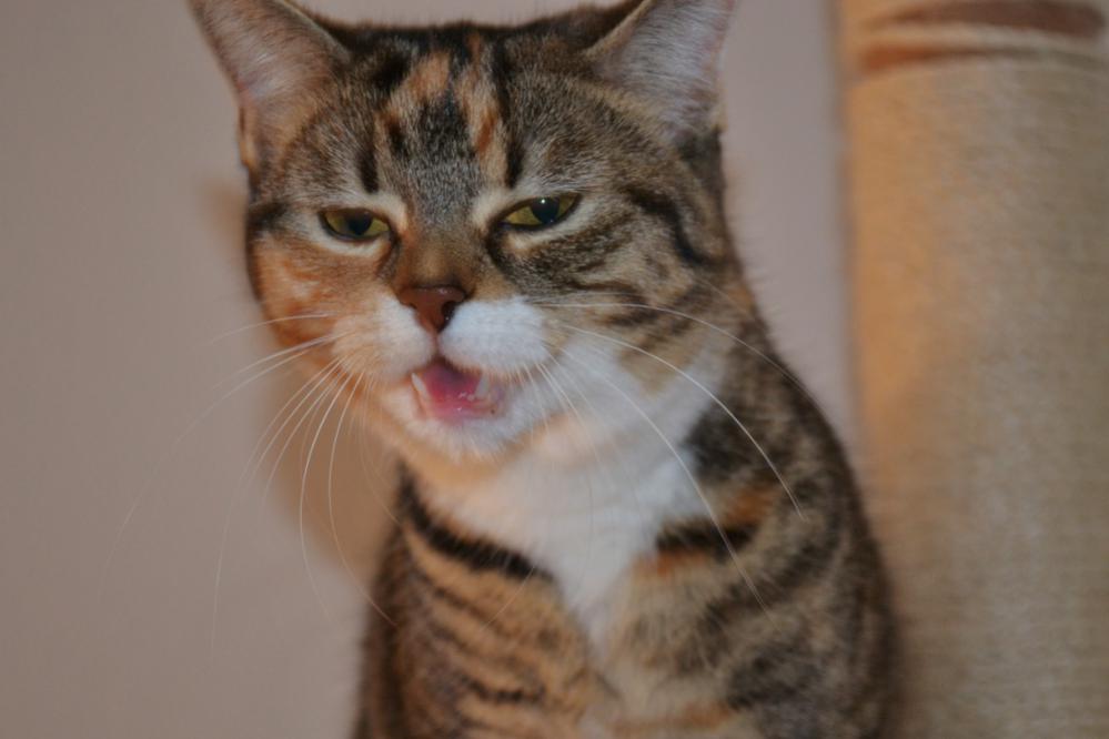 1000x800_2-jpg.269122