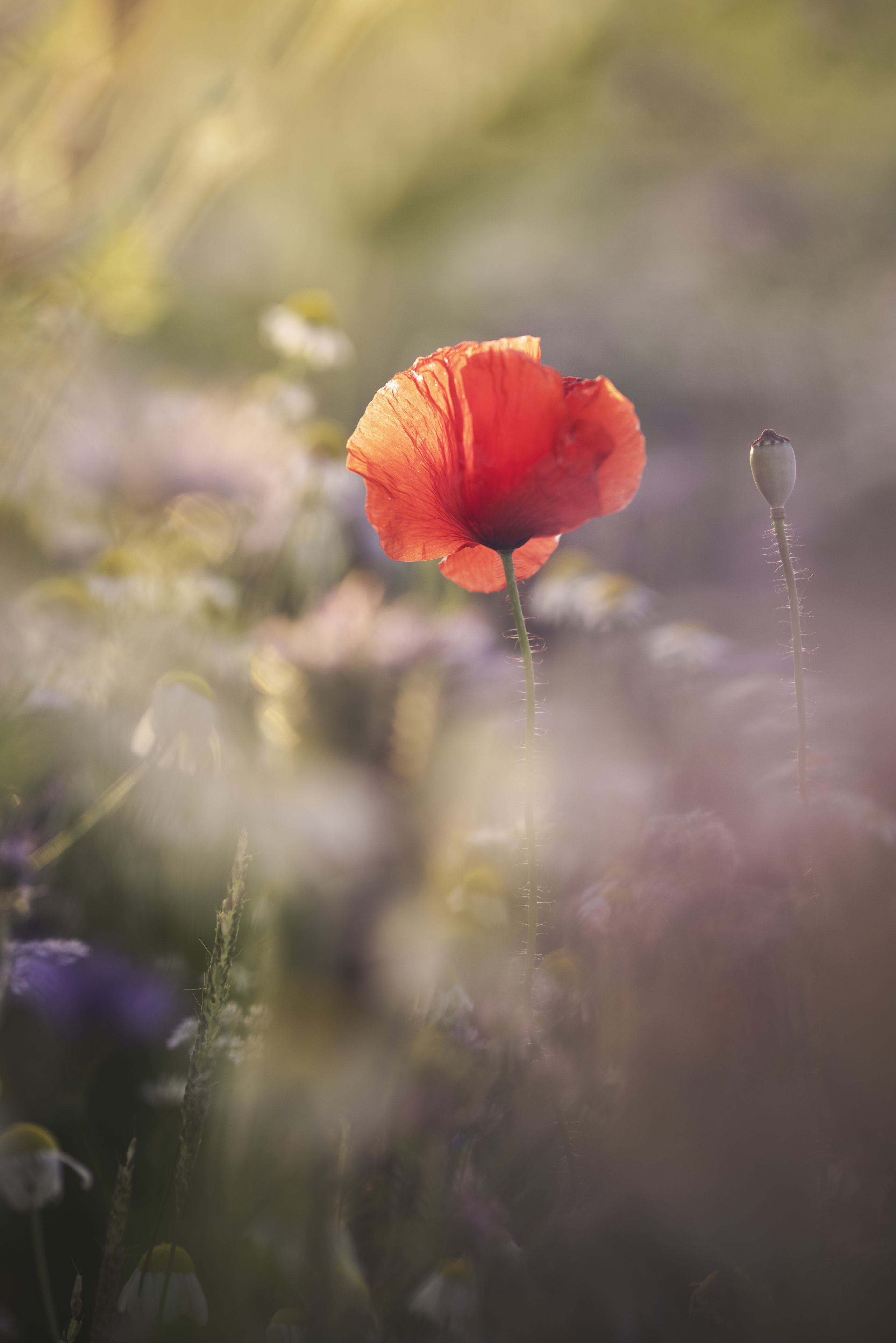 17072023 (106) Kopie.jpg