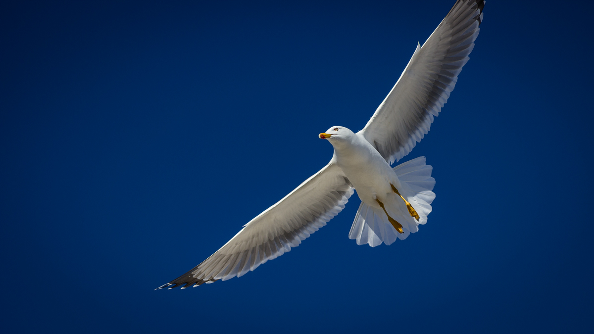 20150210mallorca542-jpg.477038