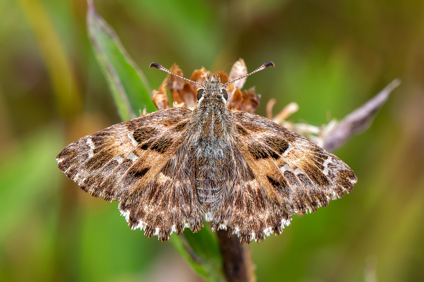 6C5A0587---Kopie.jpg