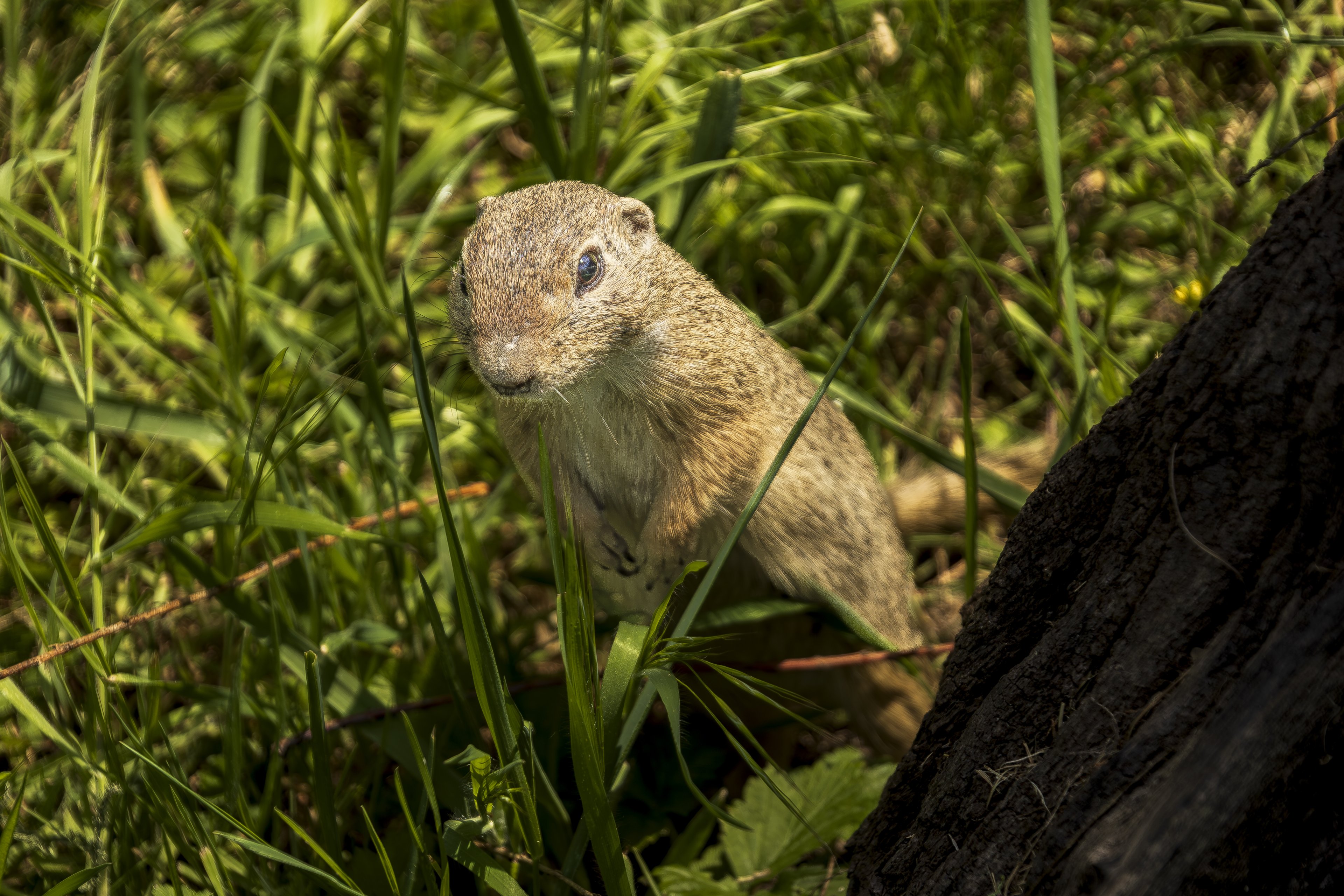 _MG_5087.jpg