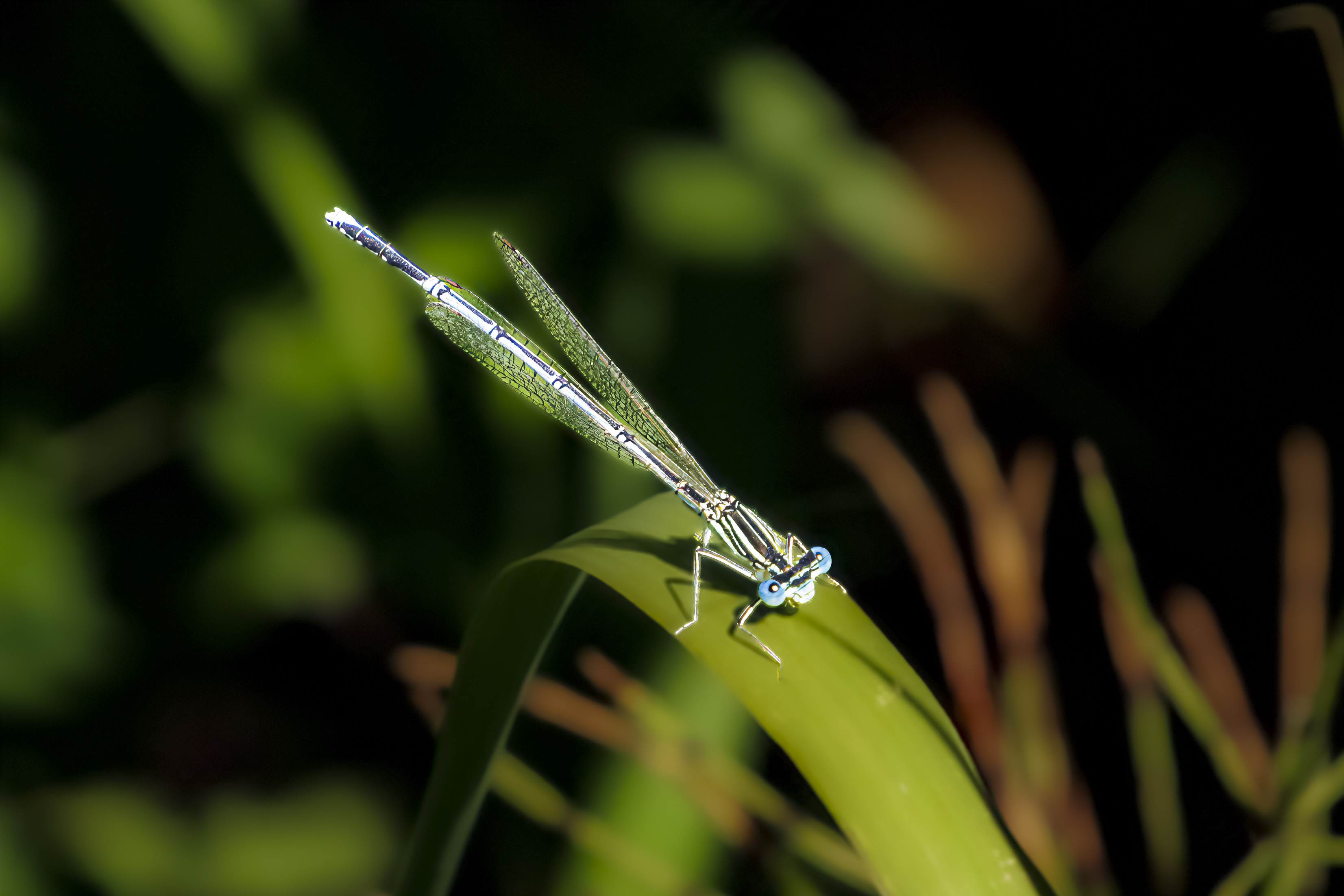 _MG_7454-Topaz-Sharpen-Strong-Denoise.jpg