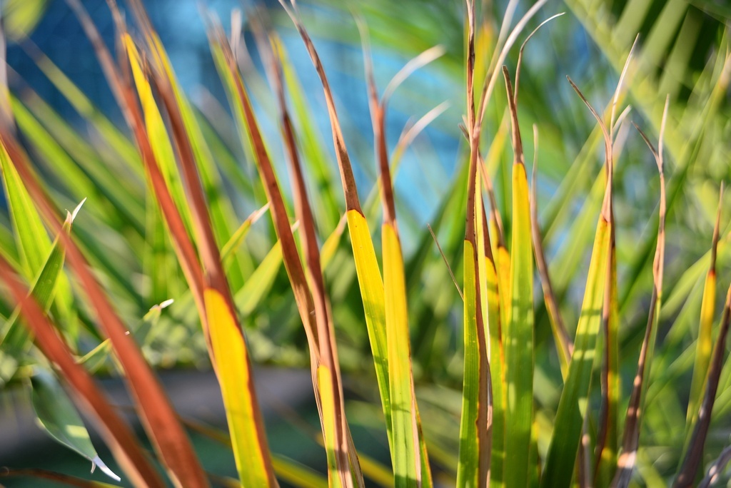 Beroflex28-80, Palmwedel.jpg