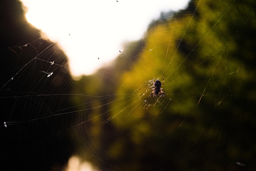 Beroflex28-80, Spinne.jpg