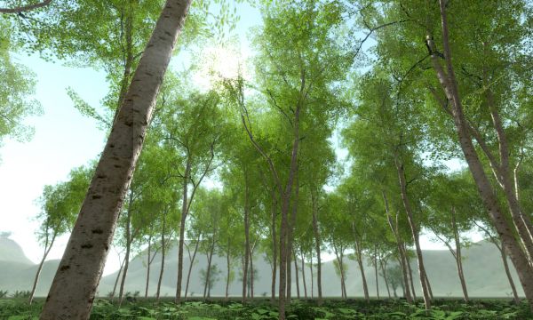 birch_green_600_360-jpg.176655