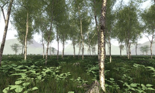 birch_ss_600_360-jpg.176656