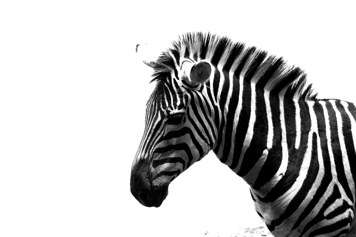 black-and-white-mittel-jpg.286258