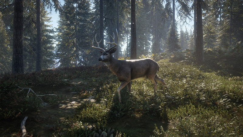 Blacktail.jpg