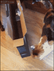 Cat.gif