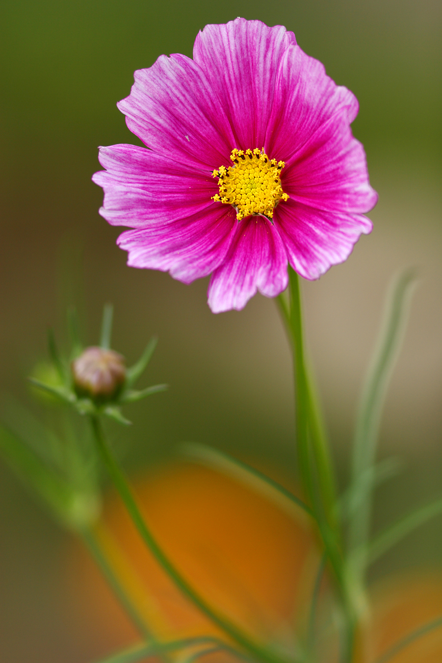 CB-Wettbewerb_August2018_Nahaufnahme (1).jpg