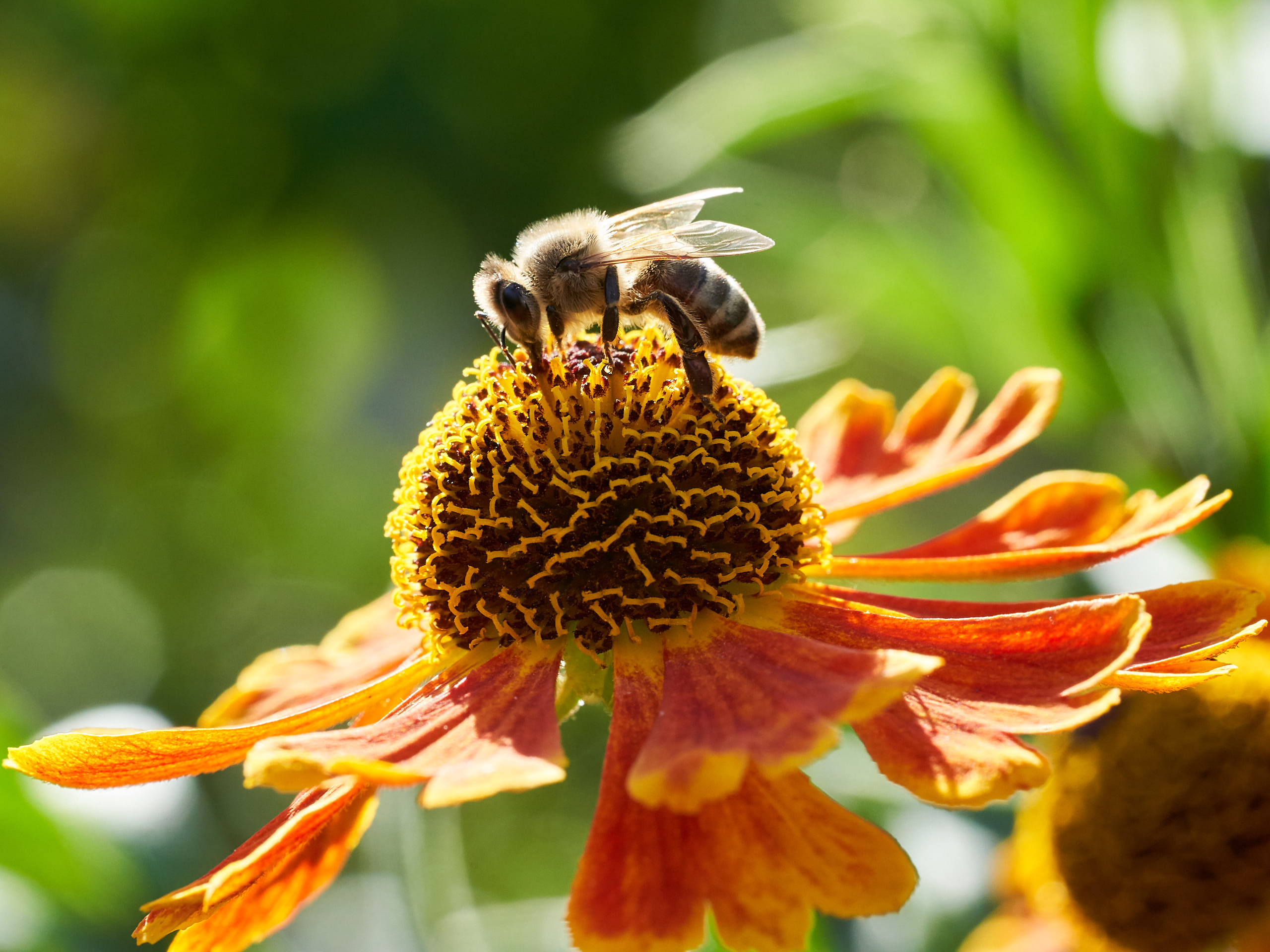 CB-Wettbewerb_August2018_Nahaufnahme (14).jpg