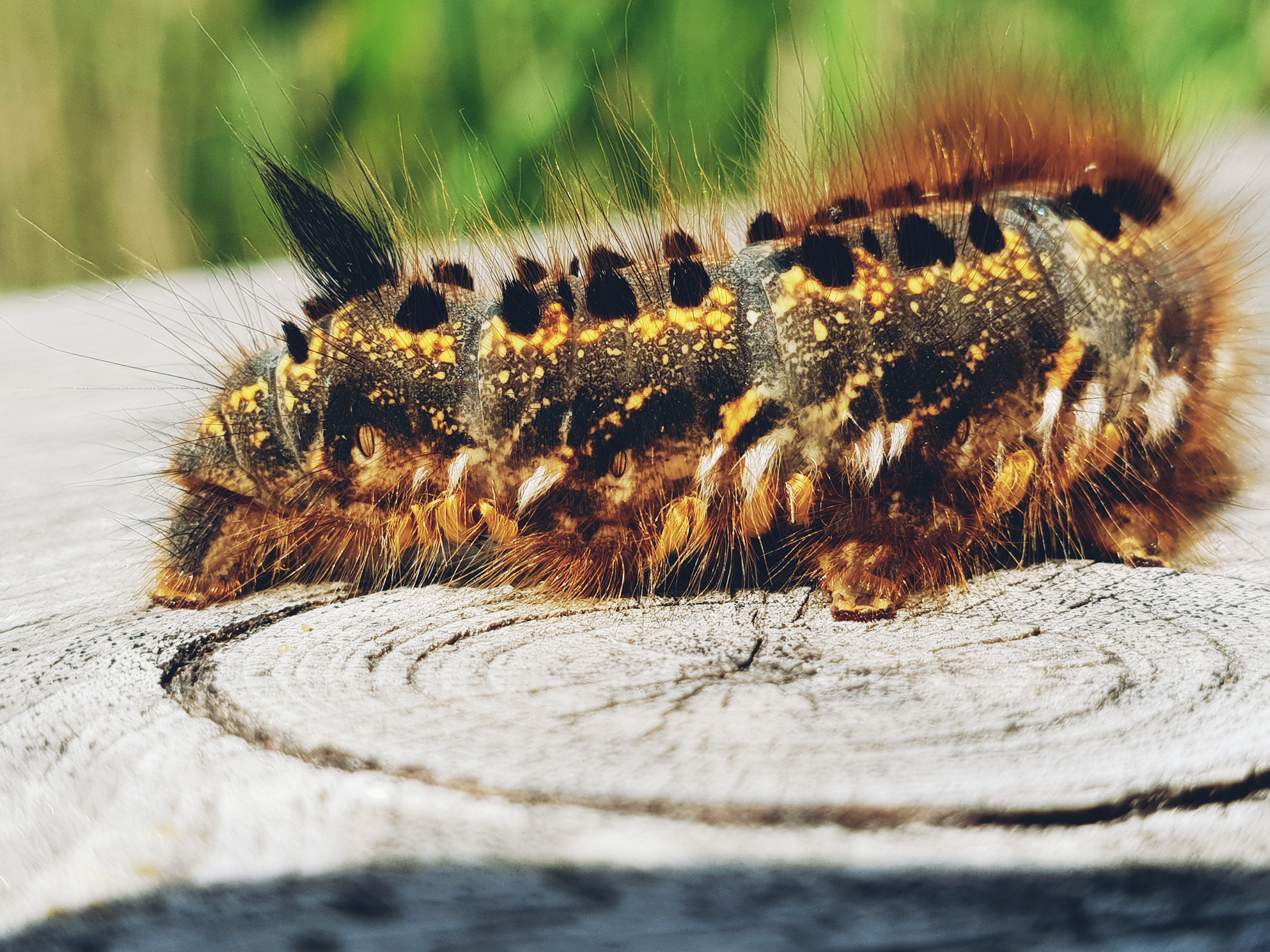 CB-Wettbewerb_August2018_Nahaufnahme (21).jpg