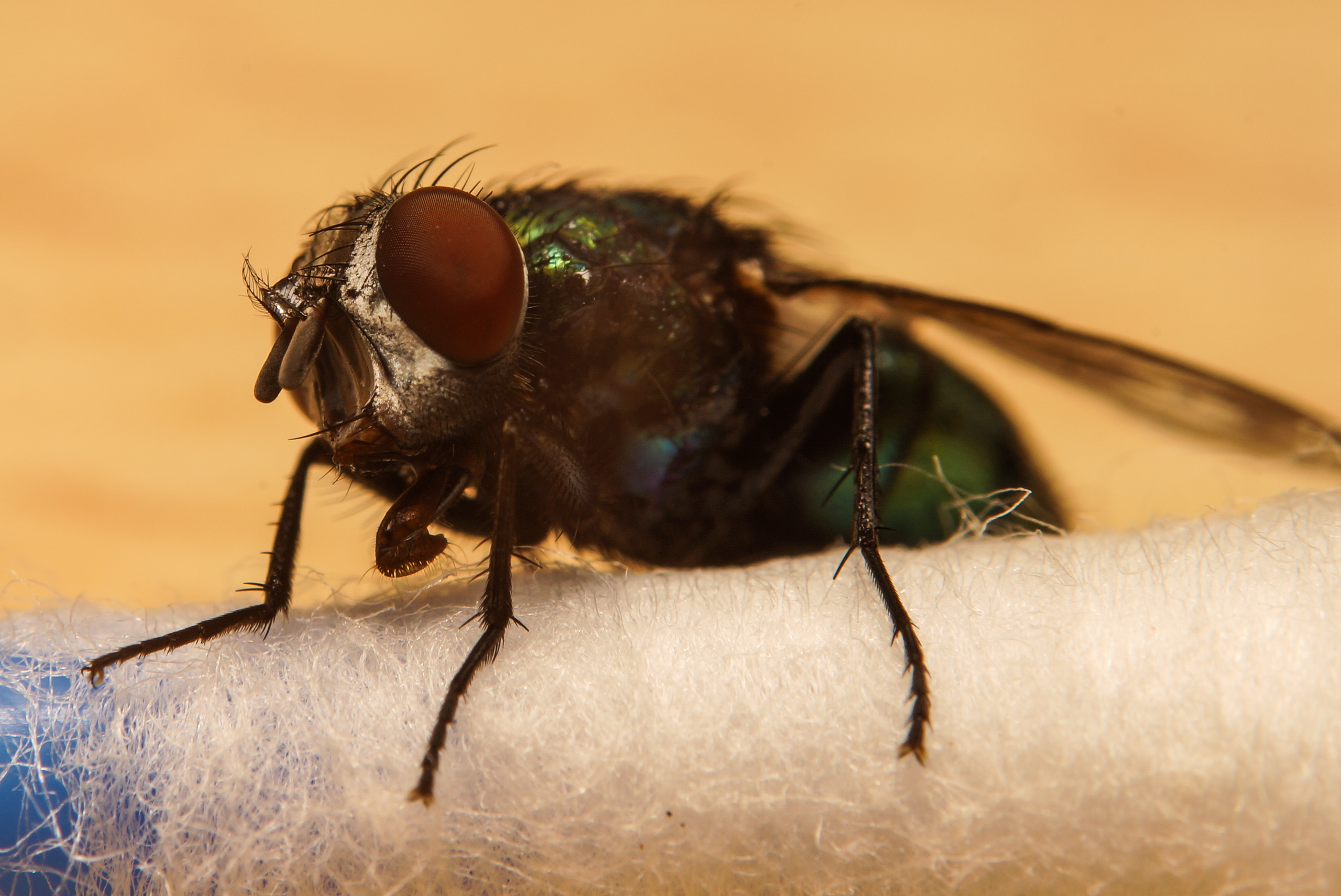 CB-Wettbewerb_August2018_Nahaufnahme (22).jpg