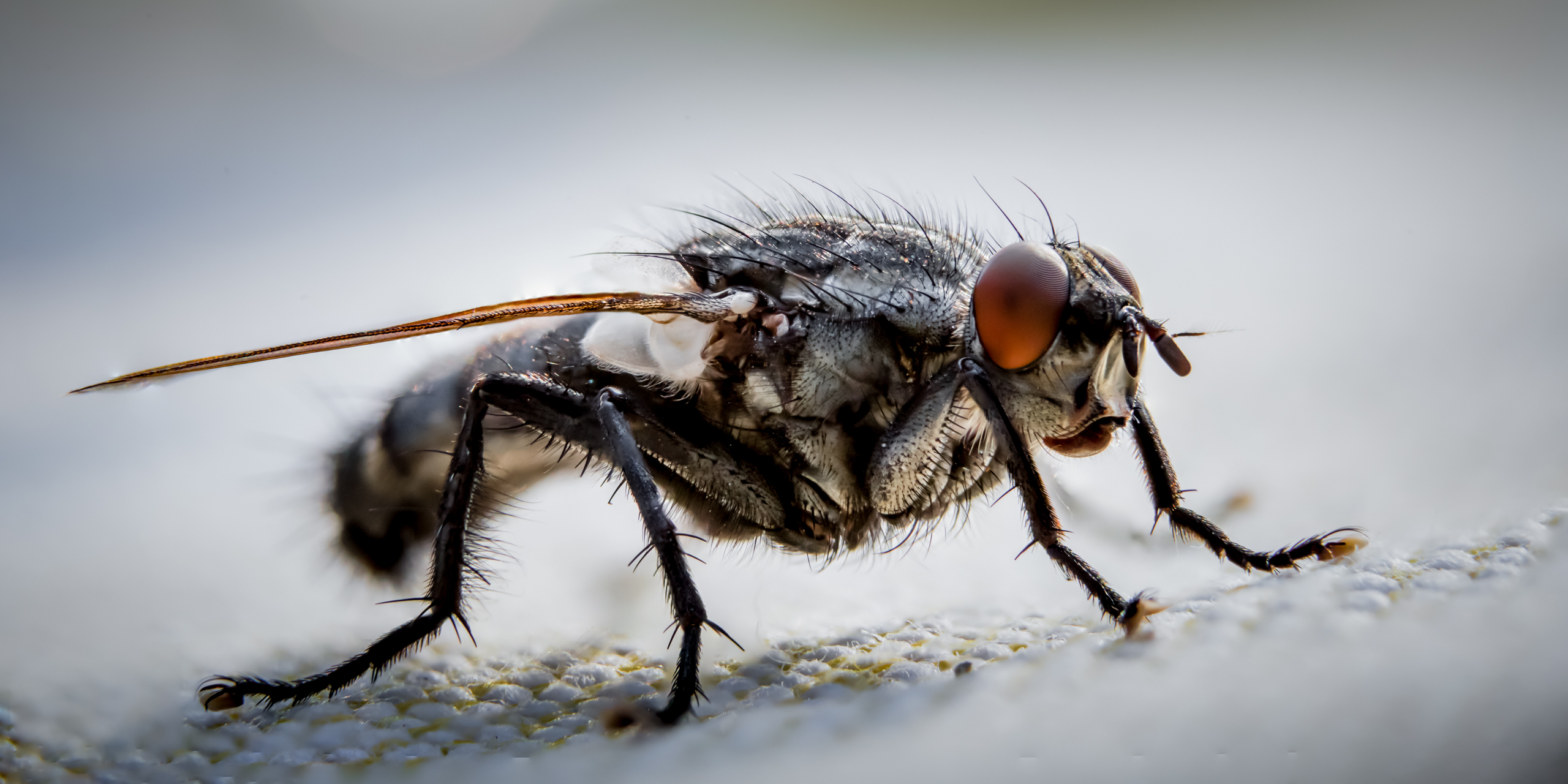 CB-Wettbewerb_August2018_Nahaufnahme (25).jpg