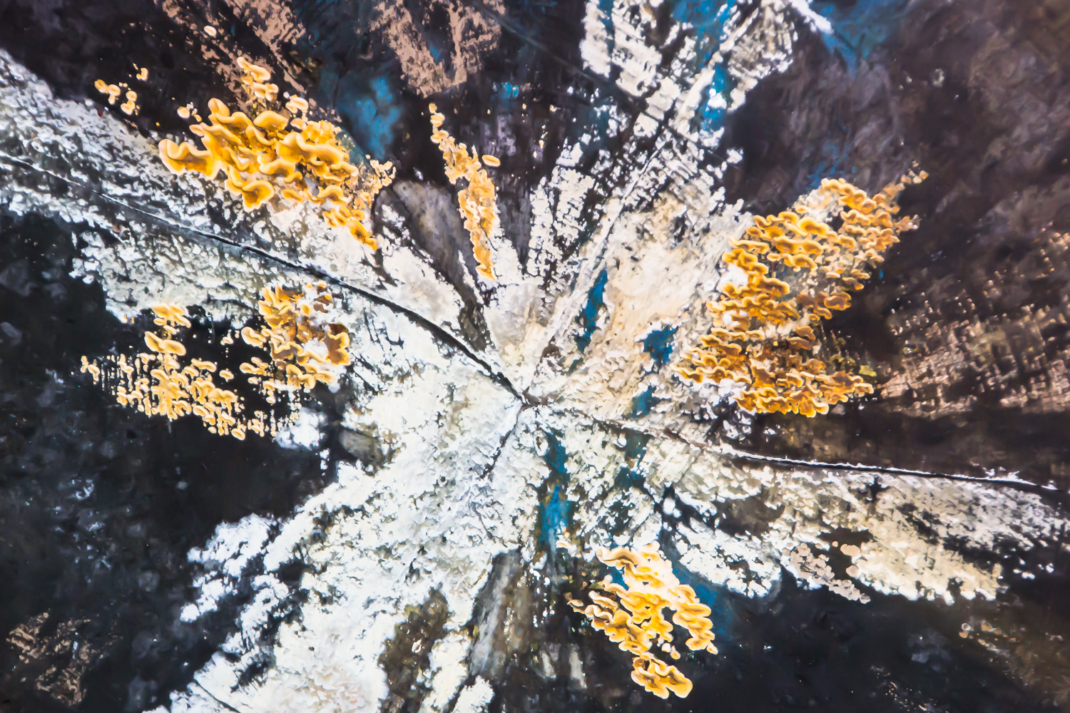 CB-Wettbewerb_August2018_Nahaufnahme (26).jpg