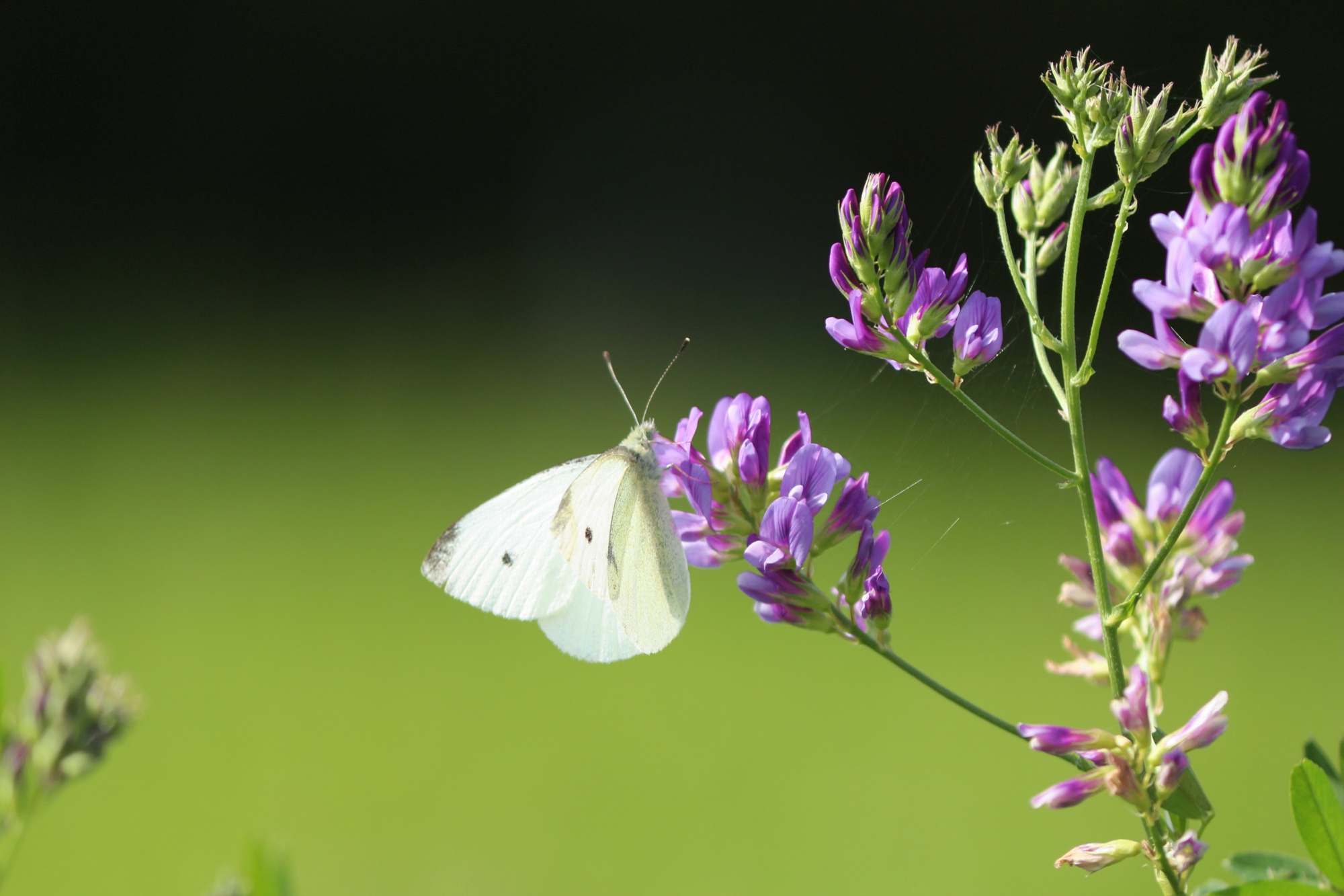 CB-Wettbewerb_August2018_Nahaufnahme (9).jpg