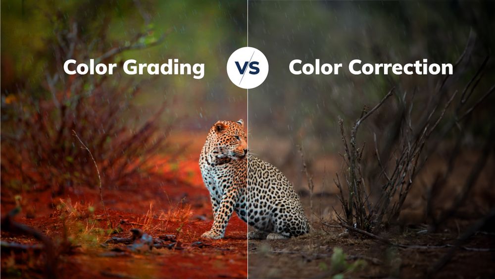 Color-Grading-vs-Color-Correction-Which-One-Do-You-Need-for-Your-Video.jpg