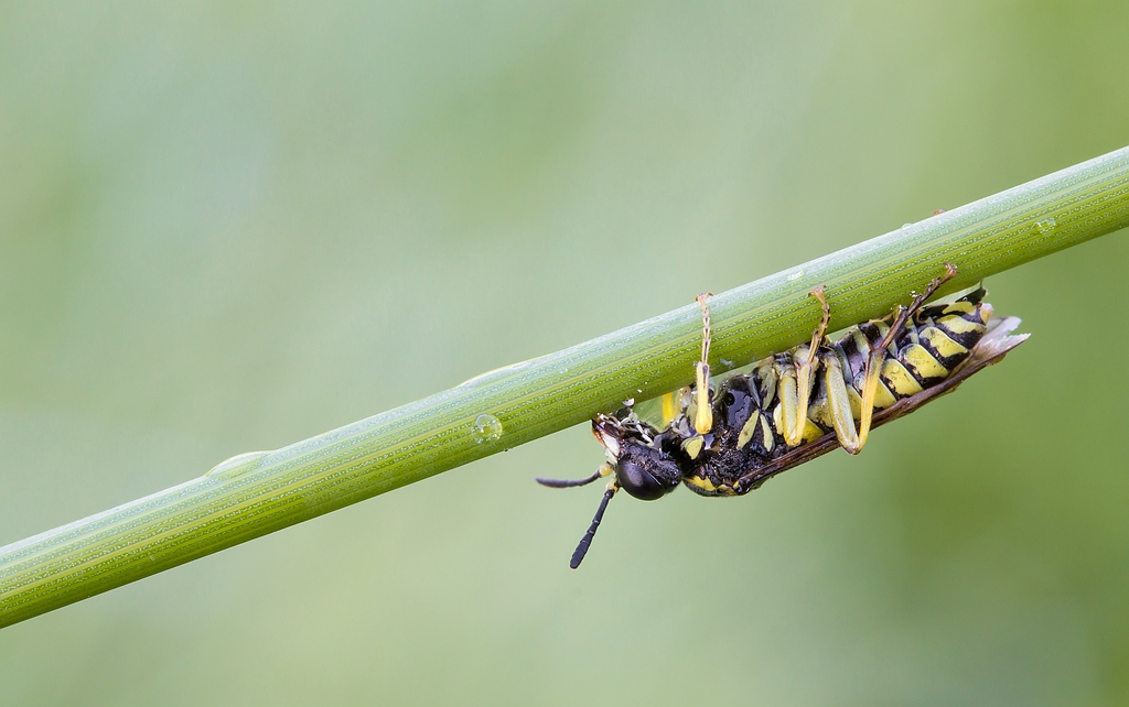 comp_img_0384_nb-jpg.290804