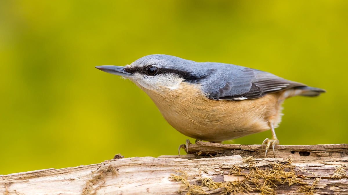 comp_img_9976_169-jpg.523595