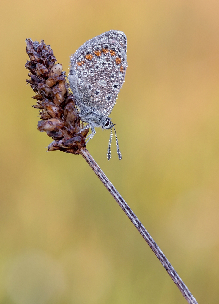 comp_mfimg_0207_nb-jpg.363454