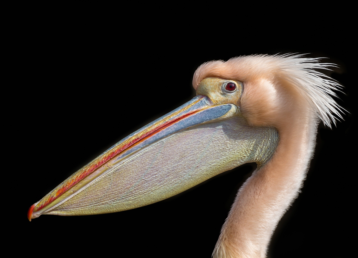 comp_mfimg_0597_nb-jpg.334088