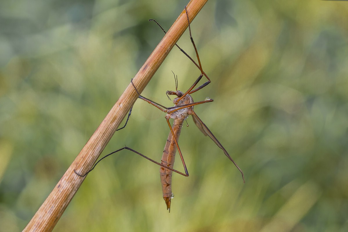 comp_mfimg_1233_2-jpg.307887