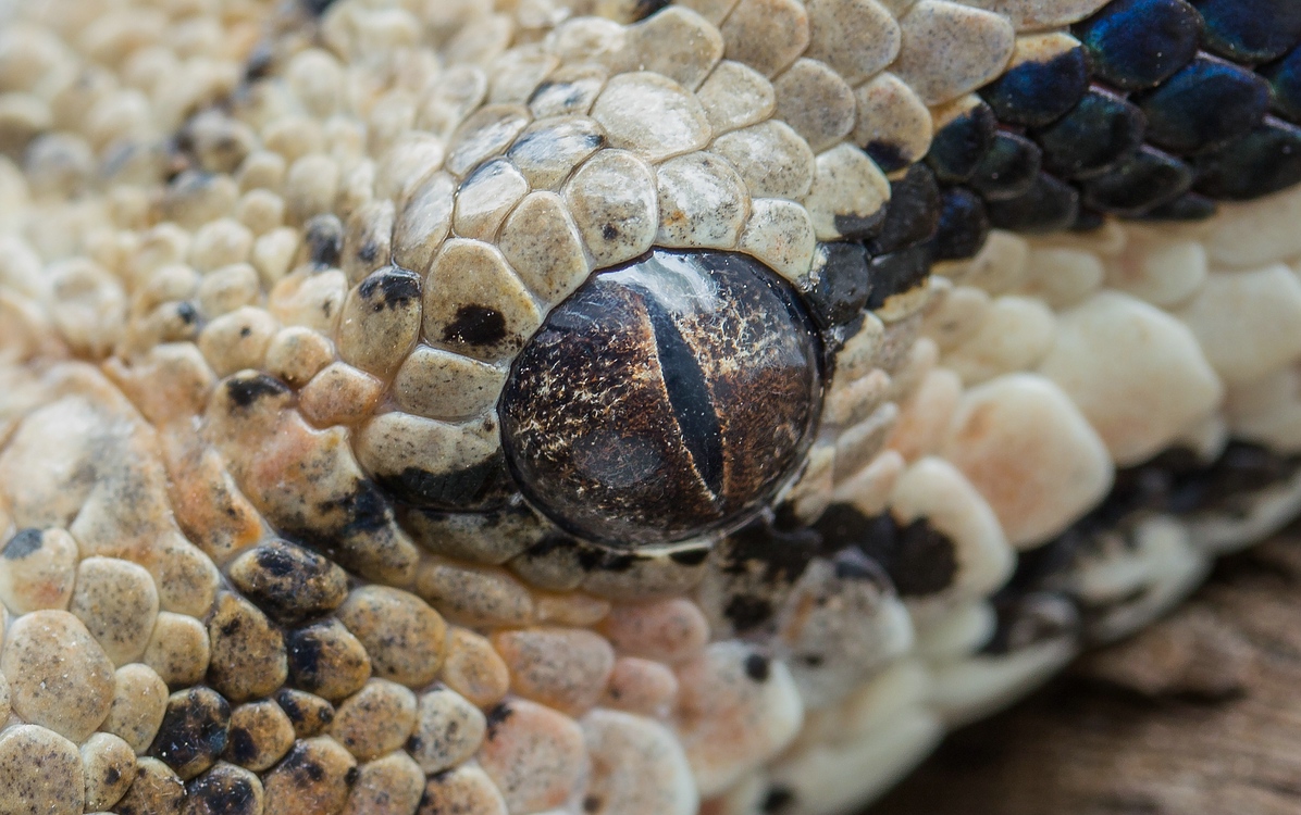 comp_mfimg_7832_nb-jpg.316498