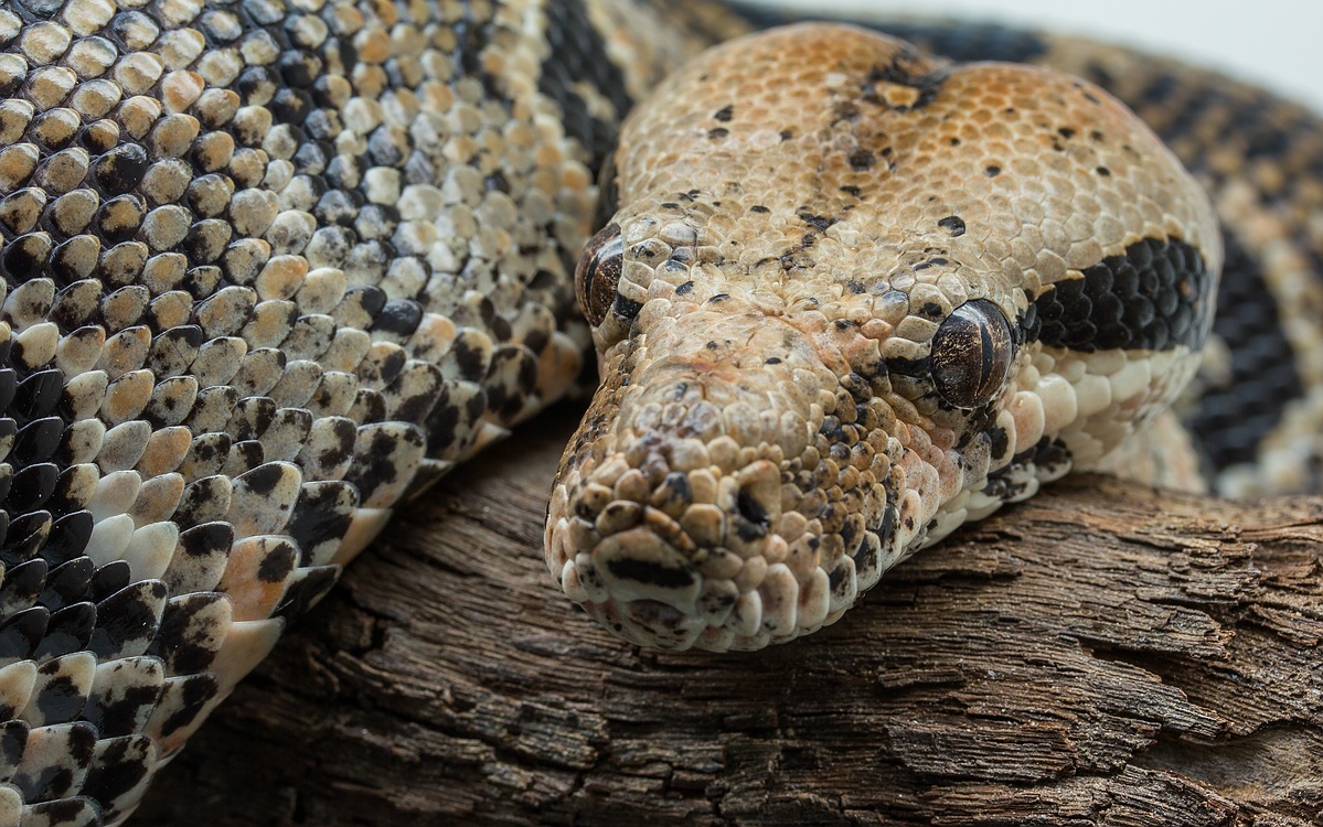 comp_mfimg_7839_nb-jpg.316497