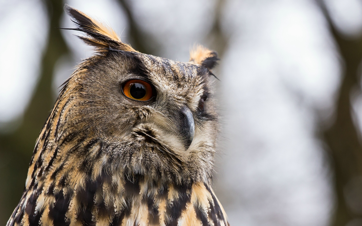 comp_mfimg_7958_nb-jpg.314515