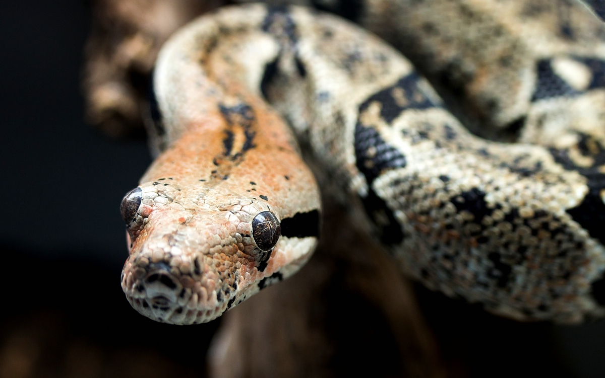 comp_mfimg_8885_nb-jpg.323470