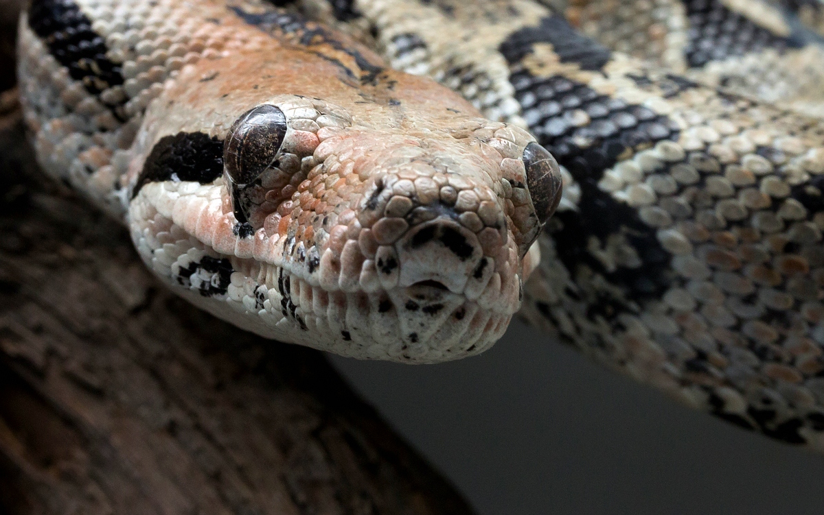 comp_mfimg_8889_nb-jpg.323469