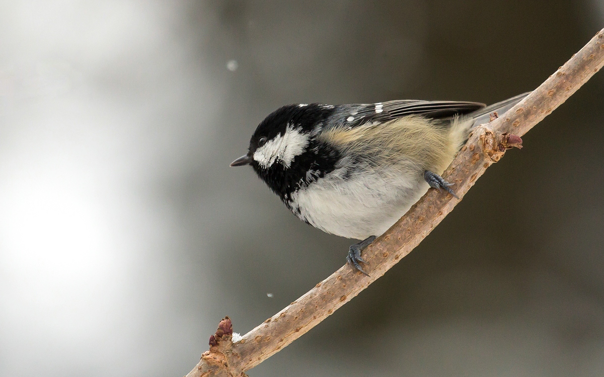 comp_mfimg_9054-jpg.325027