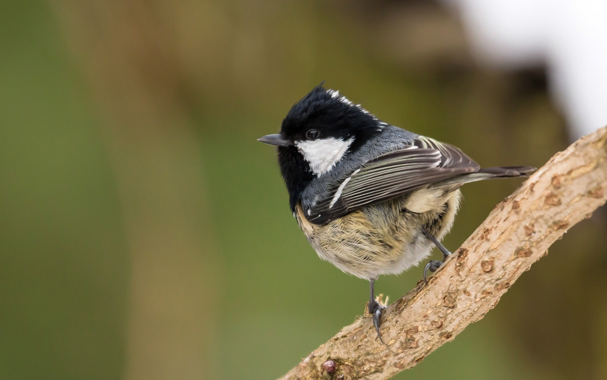 comp_mfimg_9111_nb-jpg.326220