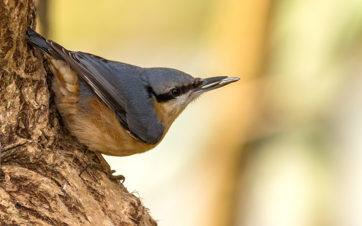 comp_mfimg_9369_nb-jpg.331525