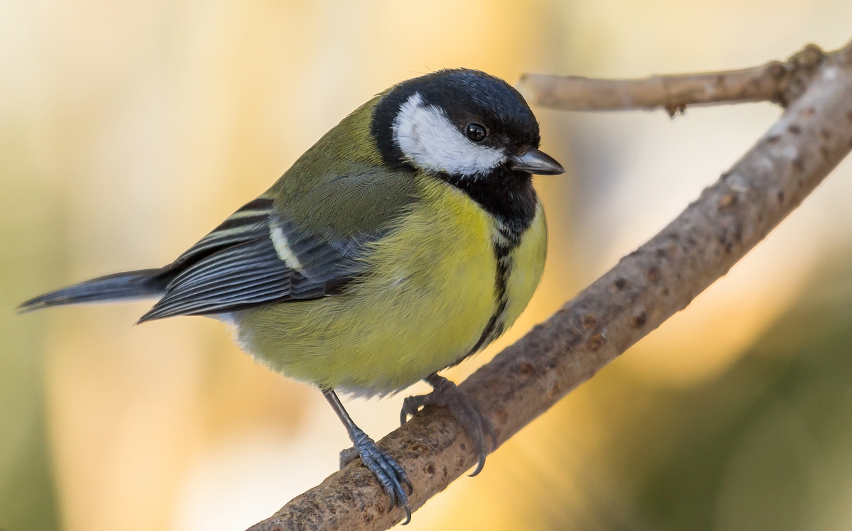 comp_mfimg_9434_nb-jpg.328747