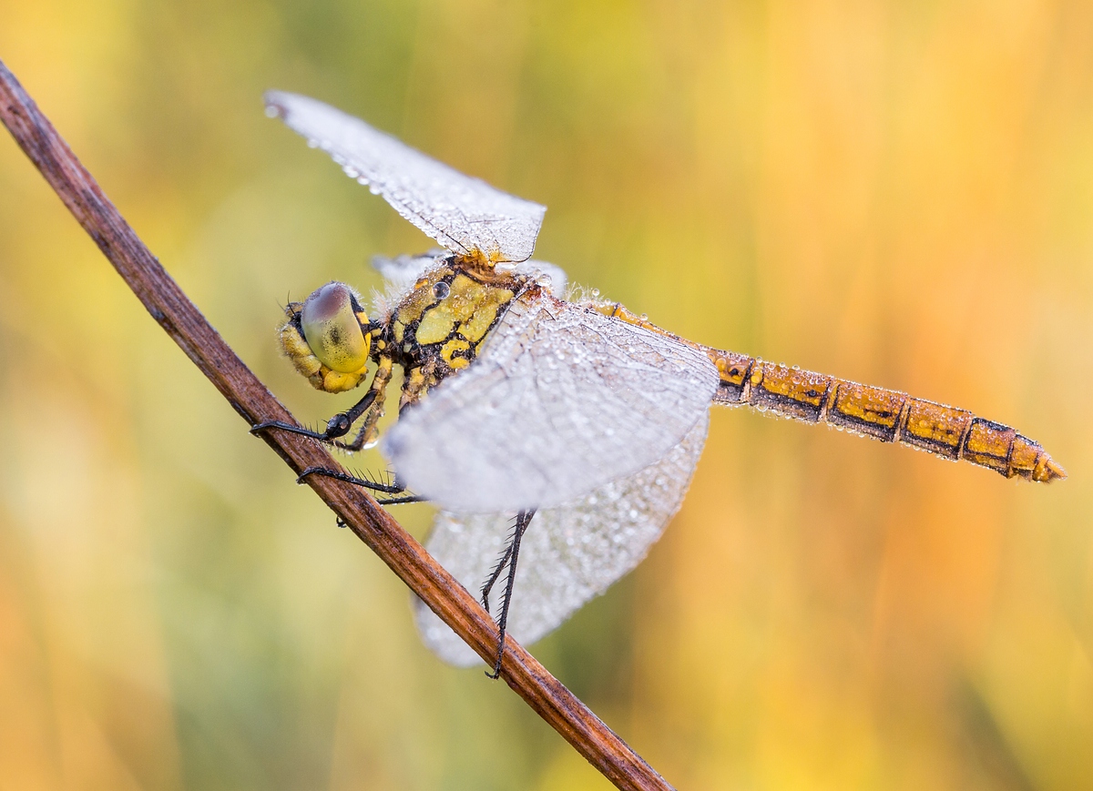 comp_mfimg_9798_nb-jpg.358173