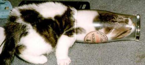 drink-guinness-jpg.284003