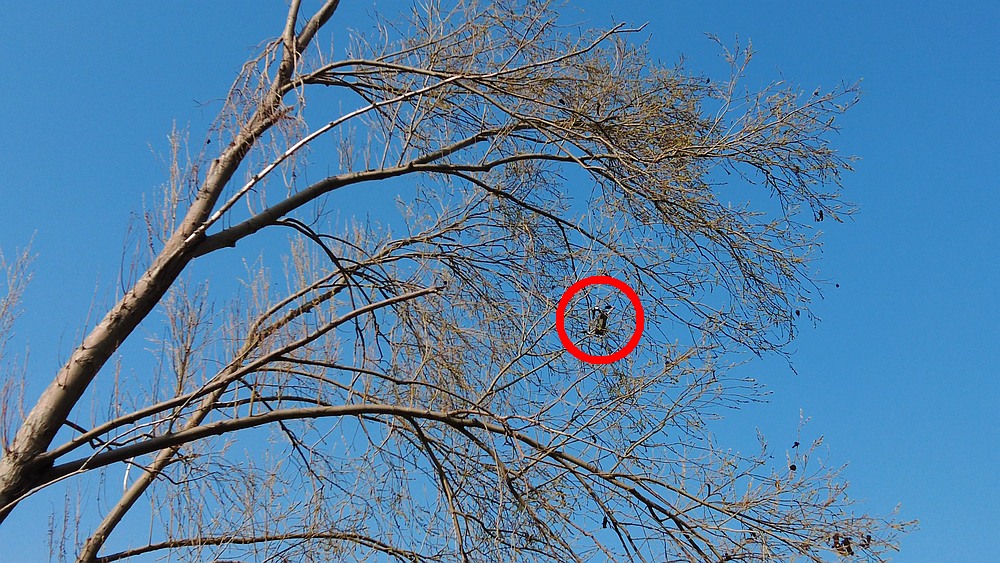 Drohne im Baum_small.jpg