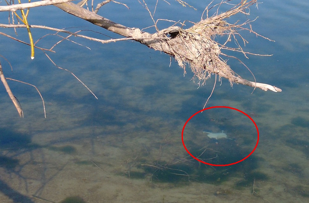 Drohne im Wasser_small.jpg