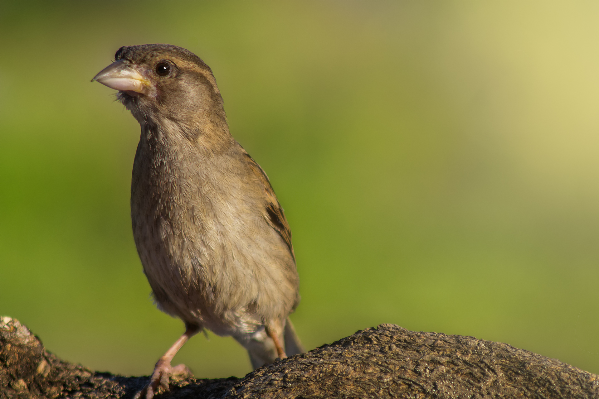 dsc02065_4-jpg.628310