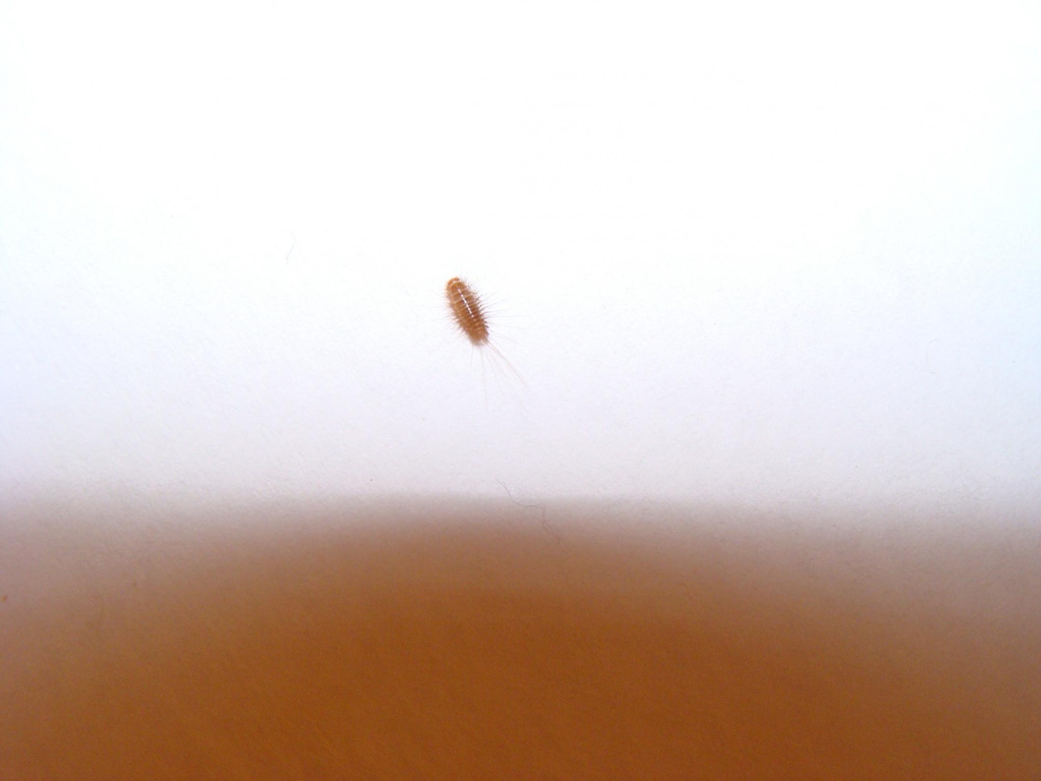 Der wohnung braune würmer in kleine braune
