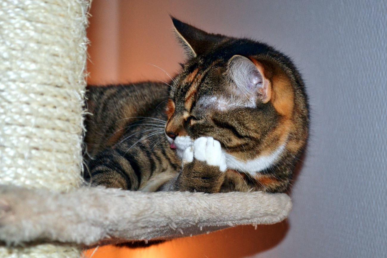 dsc_0221_1_1-jpg.269802