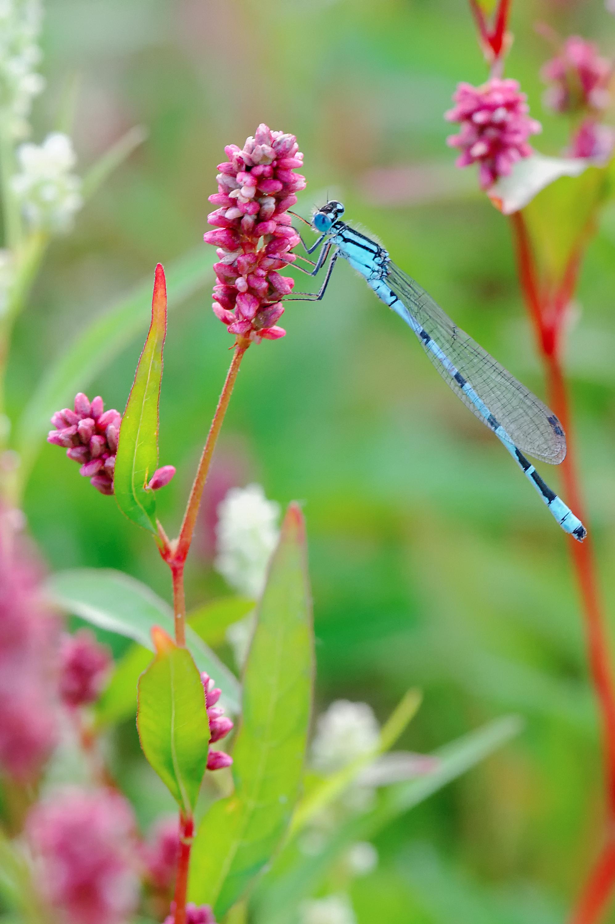 dsc_9837_dxo-kopie-jpg.353980