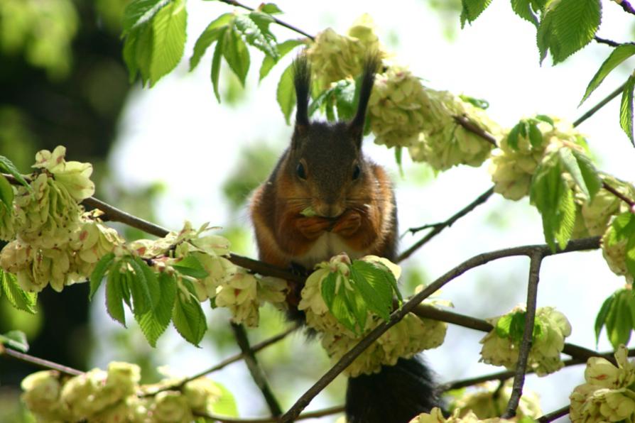 eichhoernchen2-jpg.159579