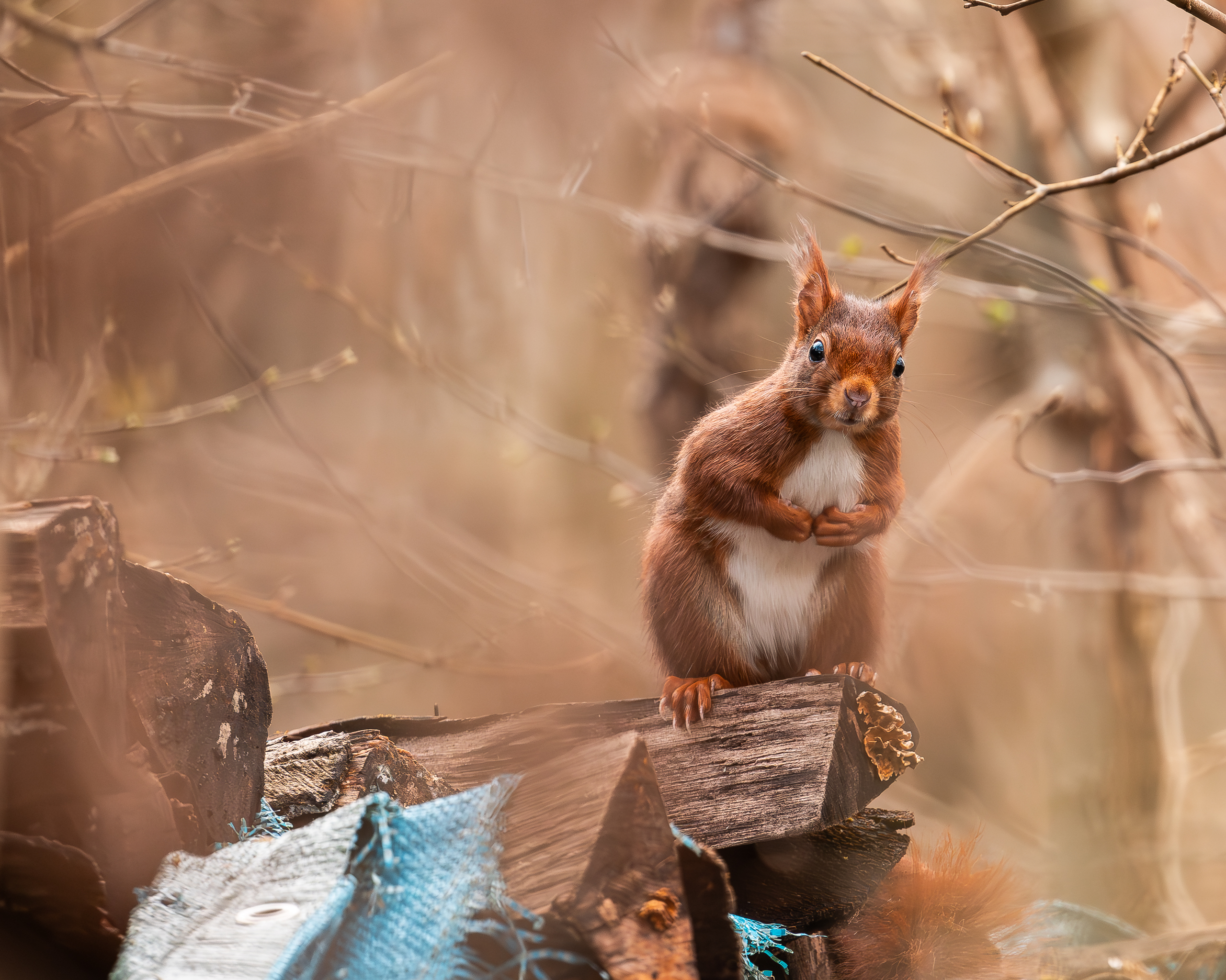 Eichhörnchen_cb (1 von 1).jpg