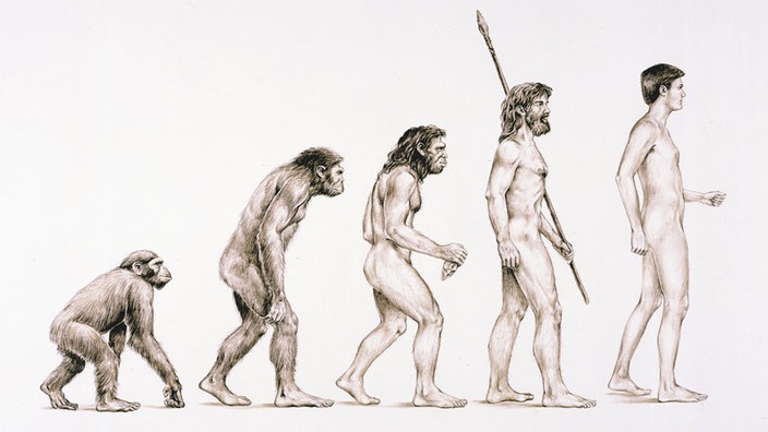 evolution-mensch-100~_v-gseapremiumxl.jpg