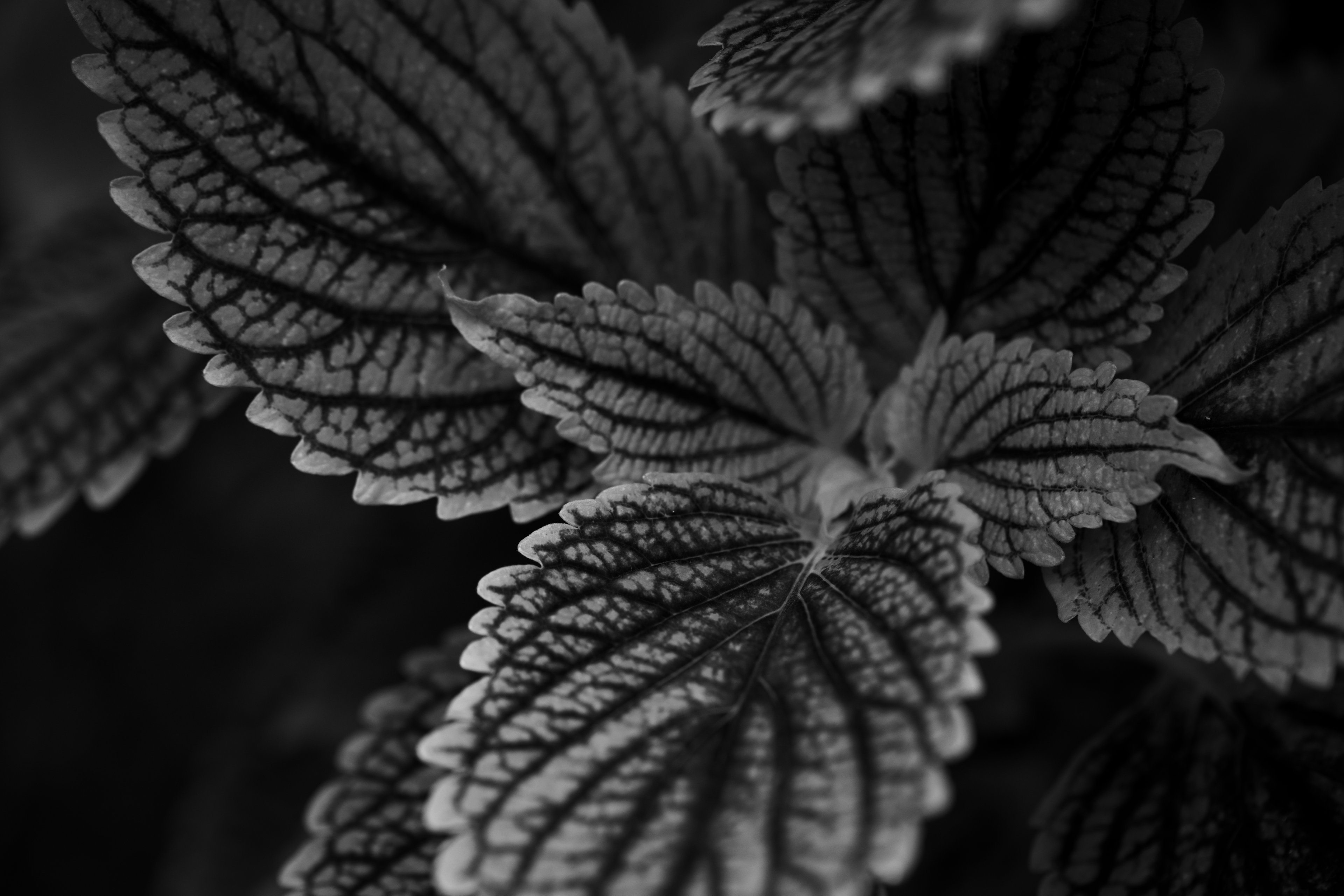 fdgfd (573) Kopie.jpg