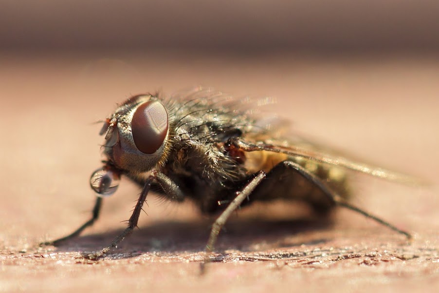 Fliege 03.jpg