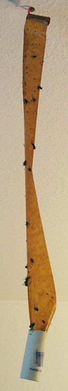 fliegenfaenger-jpg.511105