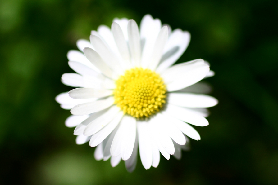 gaensebluemchen-jpg.159580